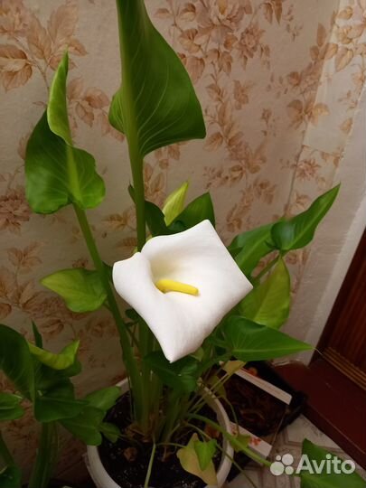 Комнатные цветы