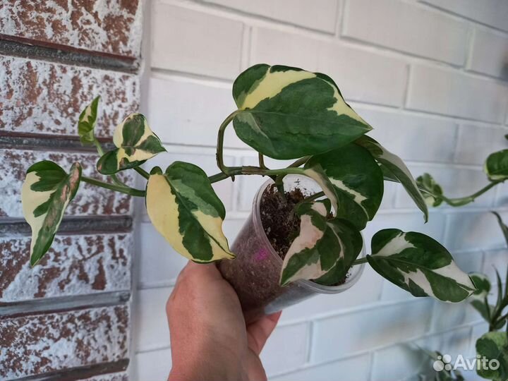 Эпипремнум Н-джой