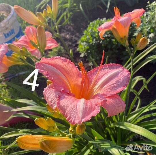 Лилейники сортовые