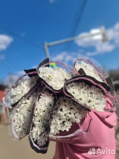 Хризантема ромашки