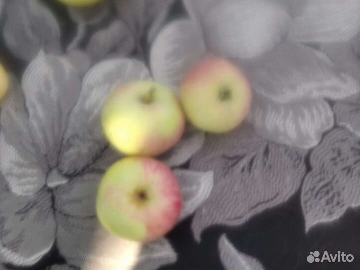 Яблоки