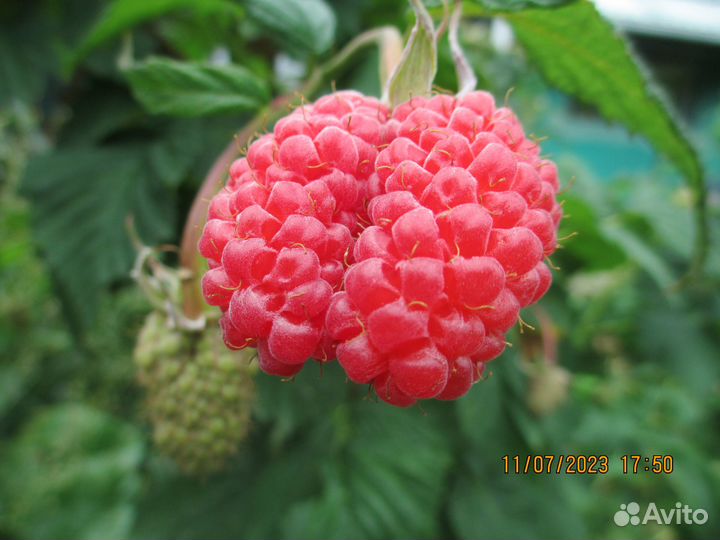 Саженцы чёрной смородины, малины