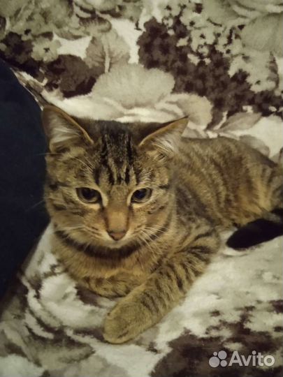 Кошка стерилизована 6 лет