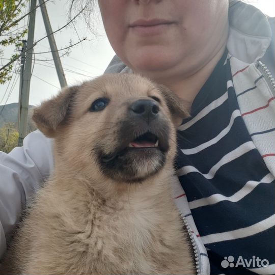 Красивые щенки