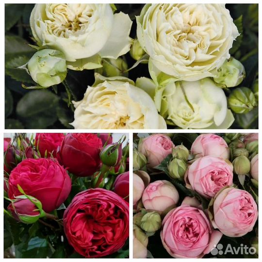 Саженцы Розы на осень почти 200 сортов окс доставк
