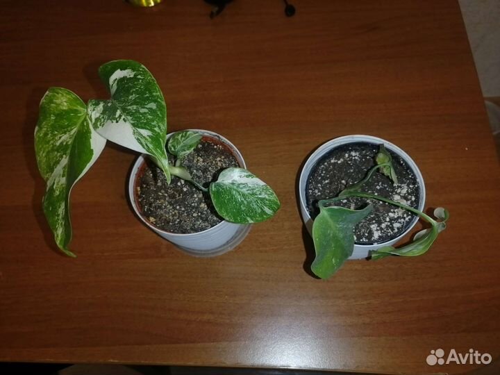 Монстера альба