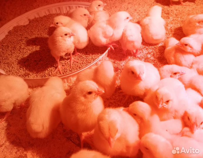 Цыплята бройлеры, несушки, индюк, утята, гусята