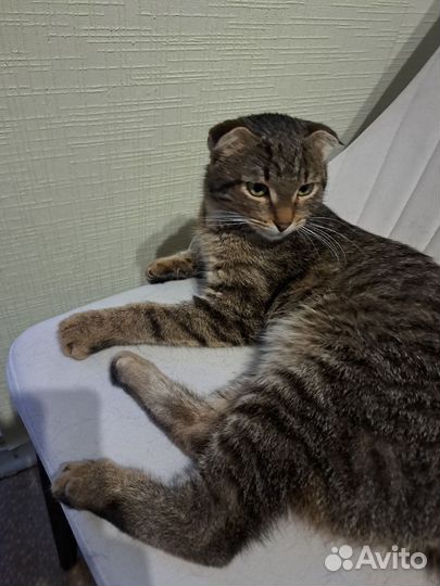 Найдена кошка