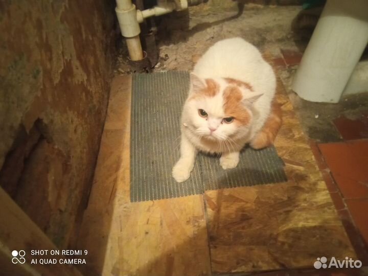 Отдам кота в добрые руки