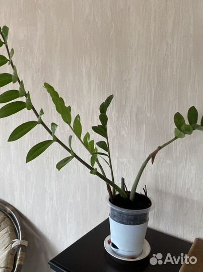 Замиокулькас