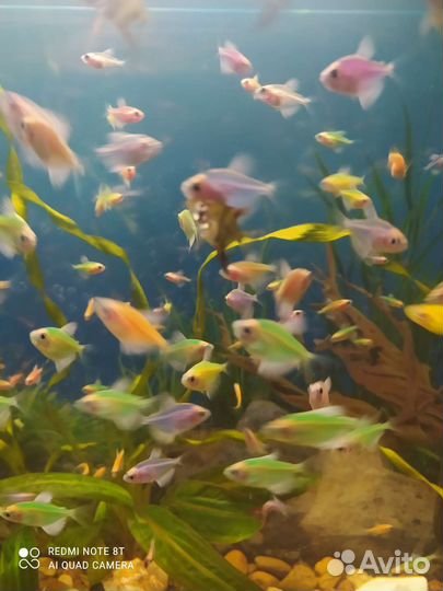 Карамельки- тернеции