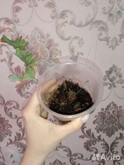 Папоротник флебодиум давана