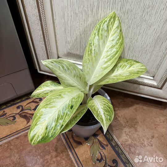 Аглонемы разные