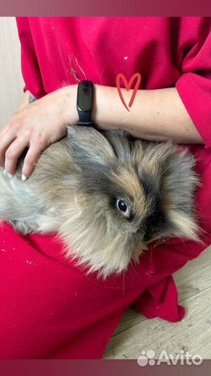 Декоративный кролик бесплатно