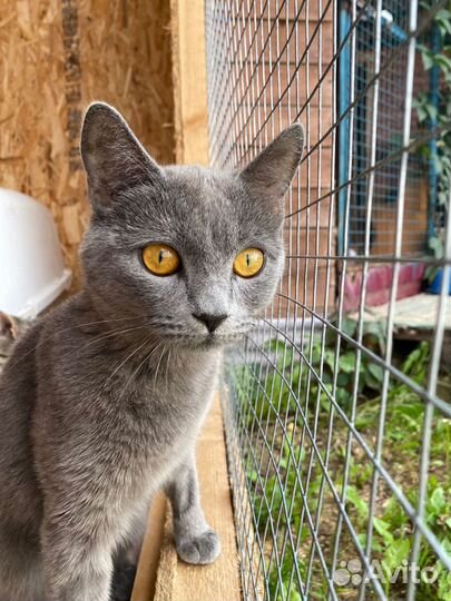 Молодая кошечка из приюта хотела бы обрести дом