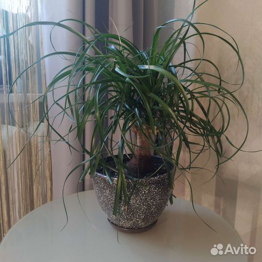 Нолина, Бугенвиллия маскарад