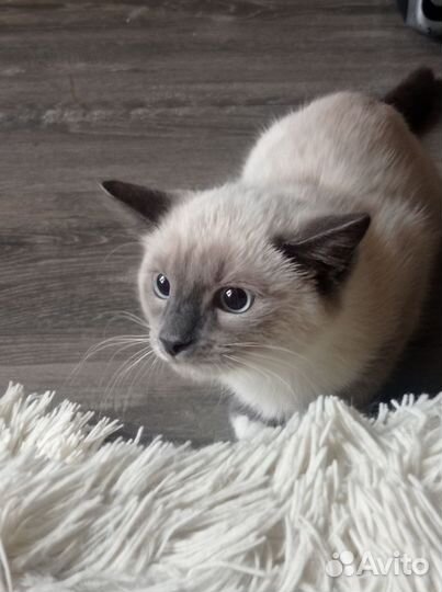 Отдам котёнка в добрые руки