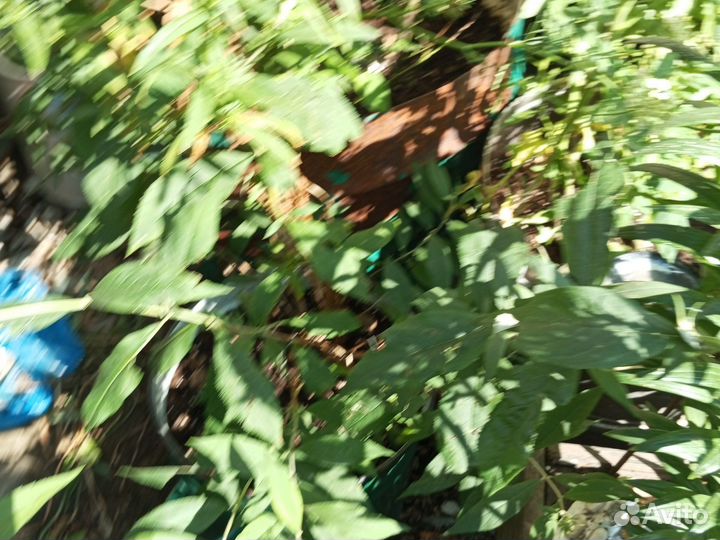 Цветы уличные