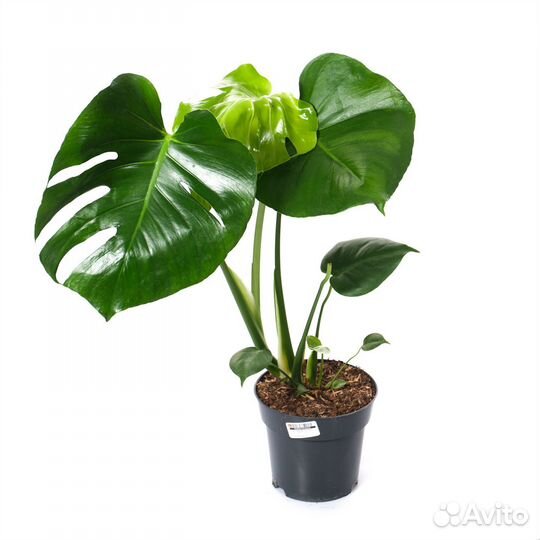 Горшечные растения