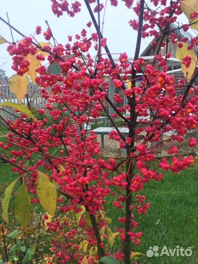 Обрезка деревьев, уход за садом