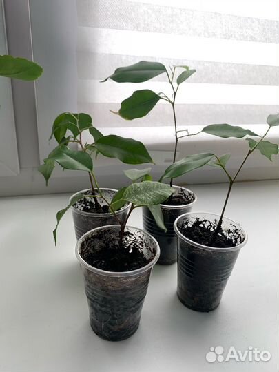 Фикус бенджамина