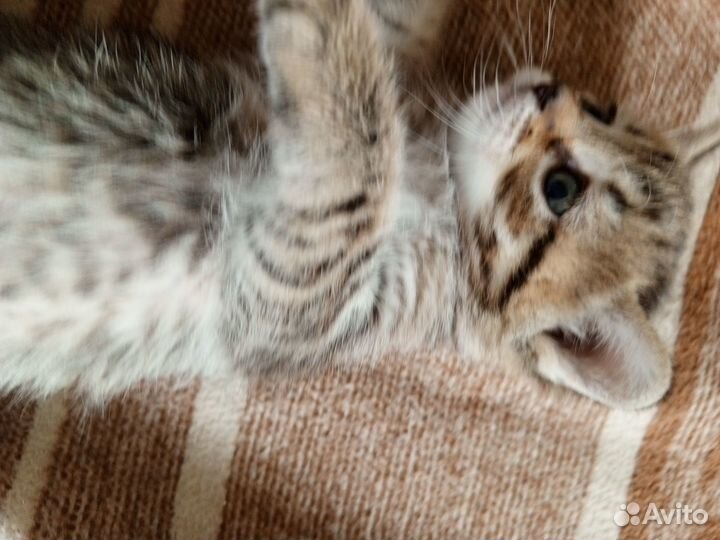 Котята