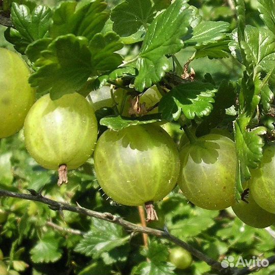 Продам плодовые кустарники