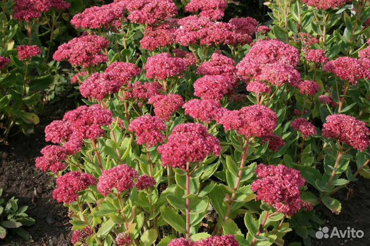 Почвопокровные растения