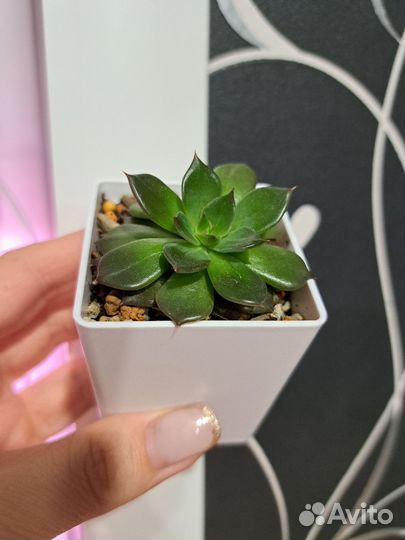 Суккуленты