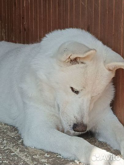 Отдам в добрые руки