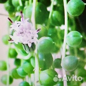 Крестовник Роули - Senecio Rowleyanus - Всё для флорариума