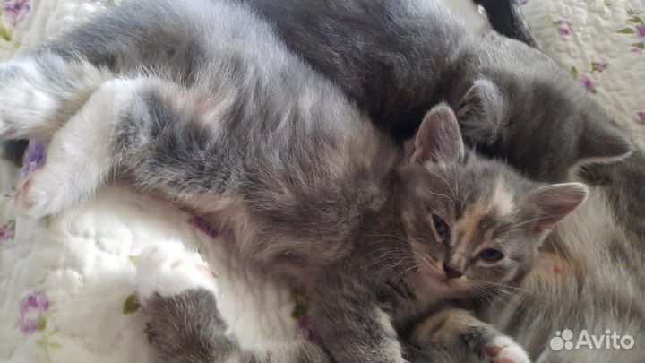 Кошка в дар бесплатно