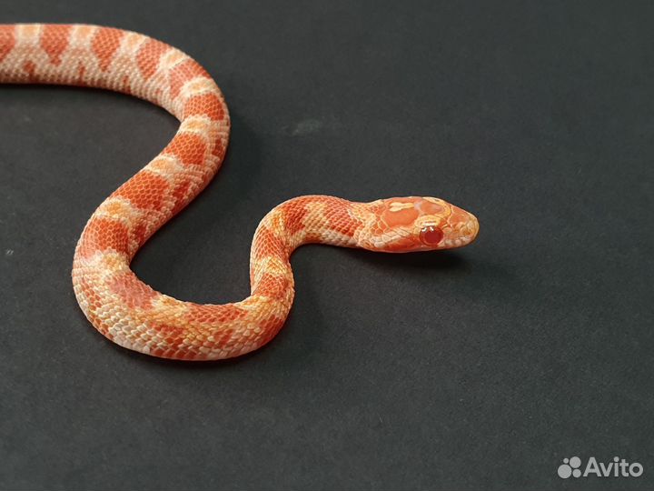 Маисовый полоз - самка 235