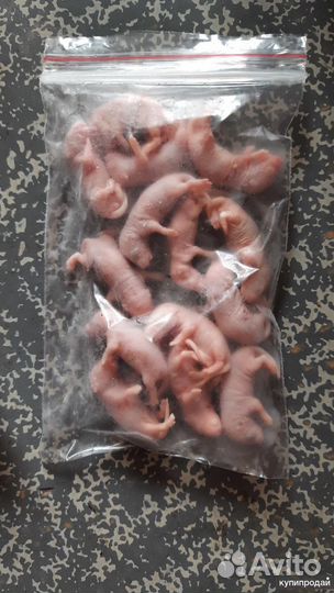 Кормовые мыши голыши, опушата, бегунки,взрослые