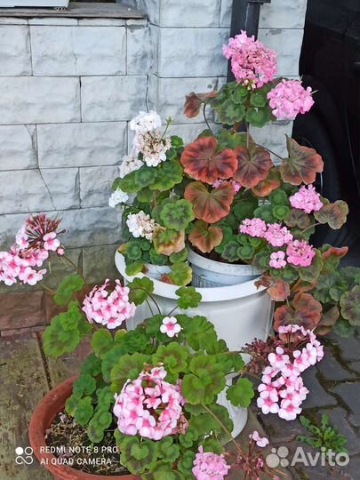 Пеларгония герань для кашпо И клумбы на даче