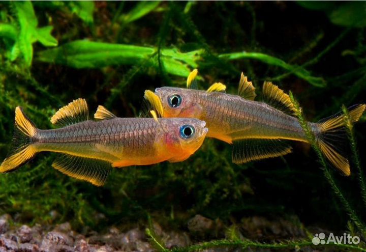 Попондетта фурката Аквариумные рыбки в ассортим