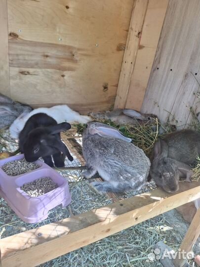 Кролики мясных пород