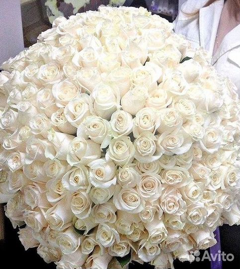 Высокие розы Гигантские розы Доставка цветов