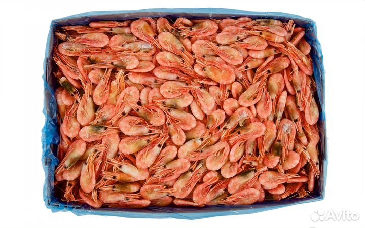 Креветка северная 90+