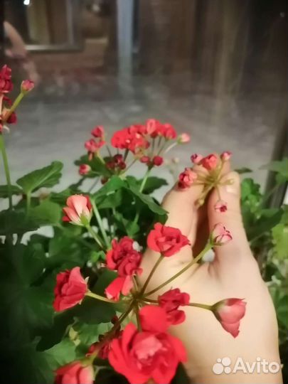 Пеларгония красная. Герань розебудная