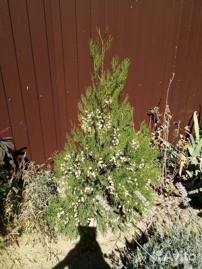 Саженцы туи и живучки ползучей