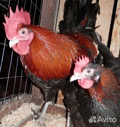 Инкубац. яйцо Мараны чм,Пшеница, Гергебильские,П11