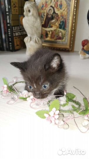 Котята в добрые руки 2 месяц