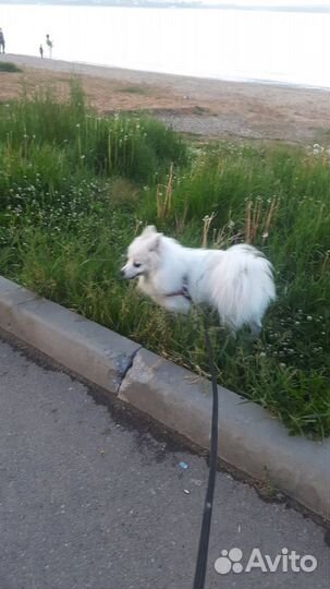 Немецкий шпиц белый Вязка