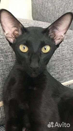 Ориентальная кошка