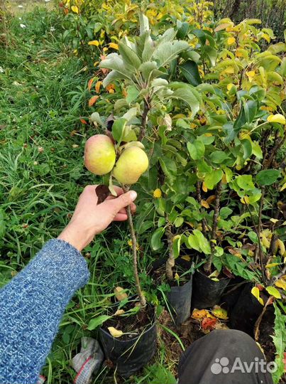 Саженцы,Кусты смородины чёрной,красной