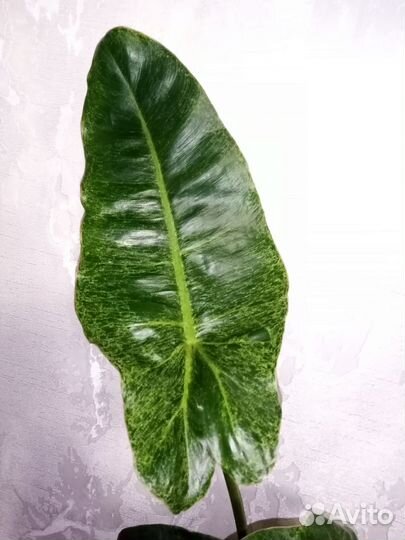 Филодендрон Биллитау мраморный