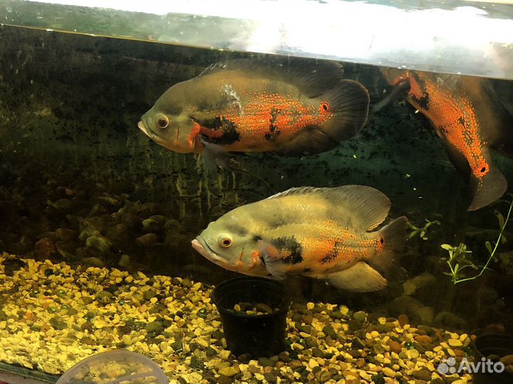 Астронотусы