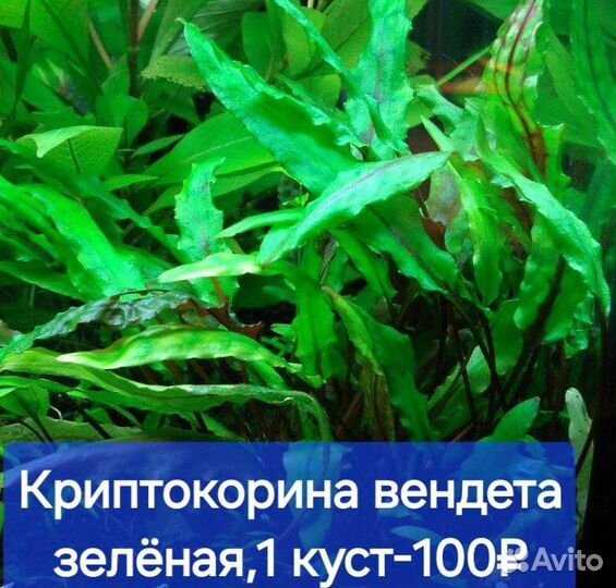 Аквариумные растения прополка