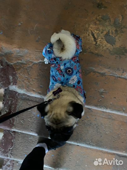 Дождевик для собаки средних пород